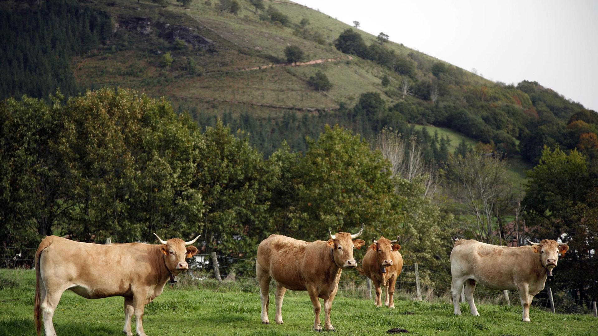 Unos ejemplares vacunos en el paraje de Erdiz
