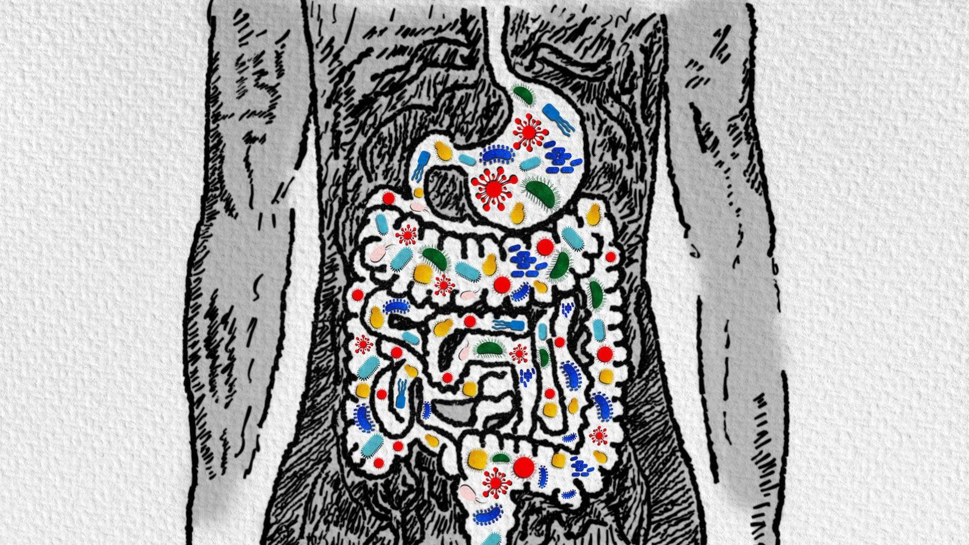 Ilustración del intestino