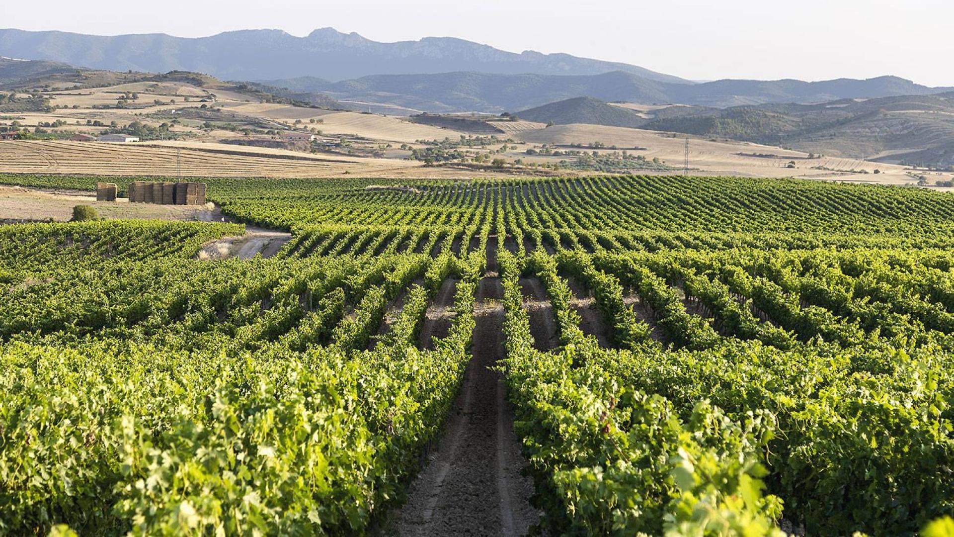 Viñedos de Bodegas Marco Real en la Sonsierra Navarra
