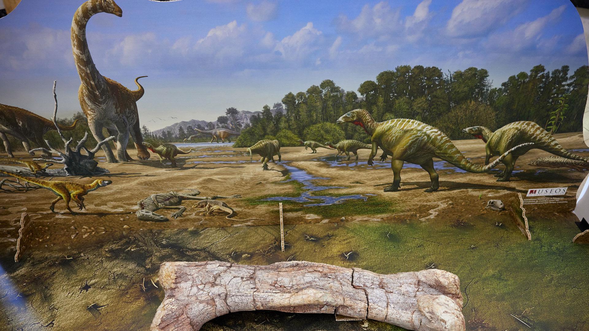 Una de las piezas más relevantes de la exposición, un fémur de igualadontio (los dinosaurios que pueden verse a la derecha de la ilustración del fondo) .