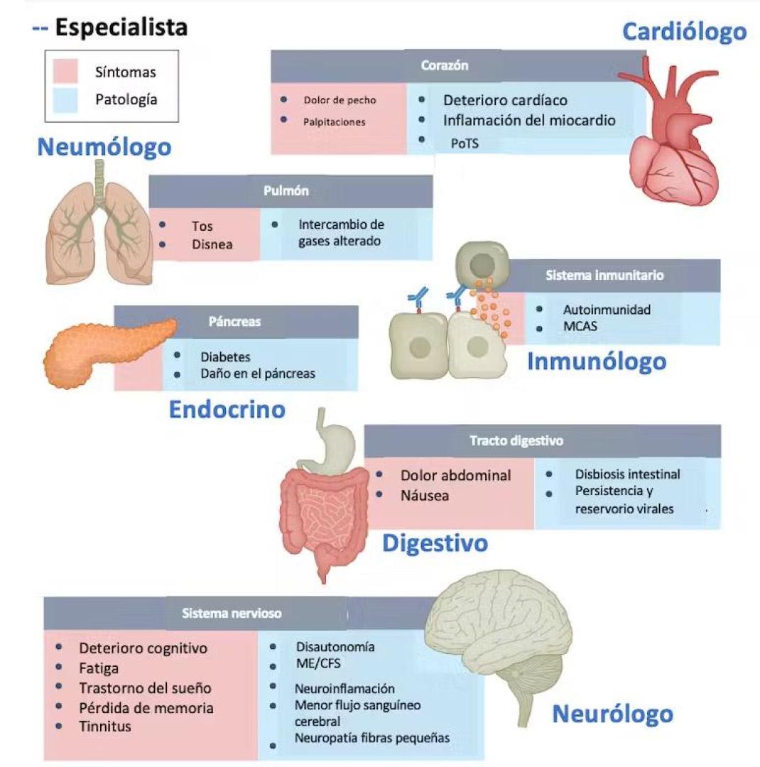 Esquema de los síntomas de la covid persistente