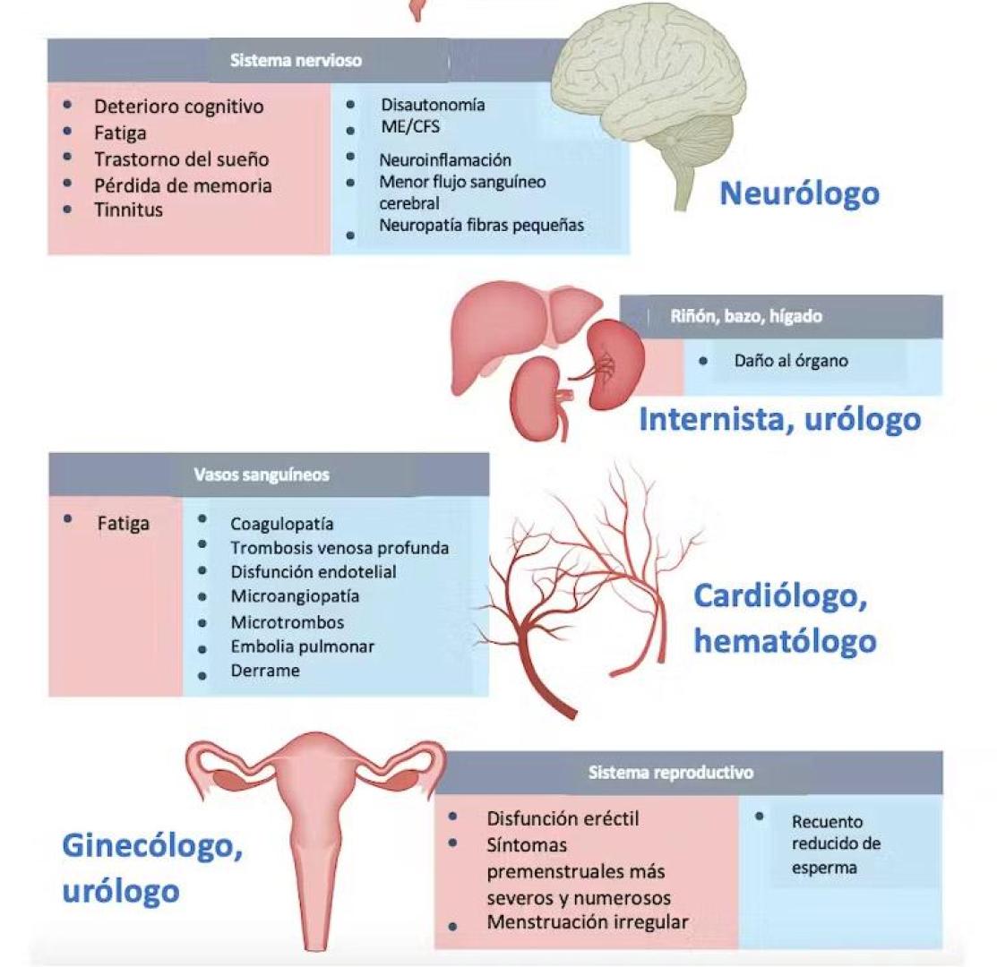 Esquema de los síntomas de la covid persistente con sus patologías asociadas y los especialistas que las pueden tratar.