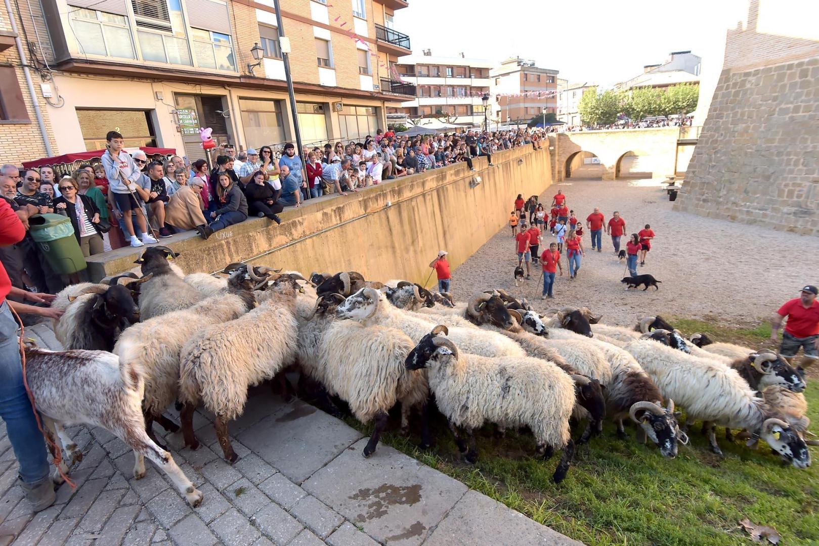 Fotos de la Feria del caballo de Marcilla. /