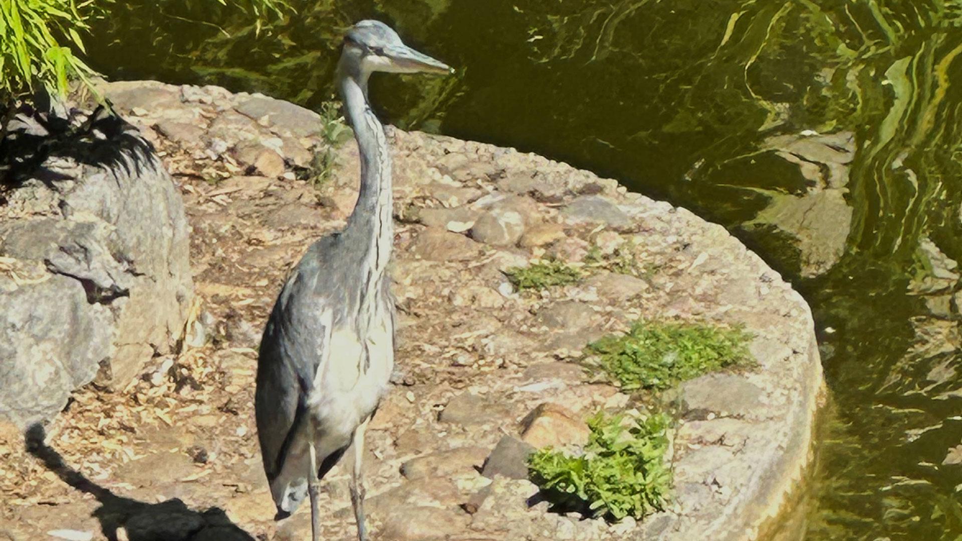 Una garza en los fosos de la Taconera