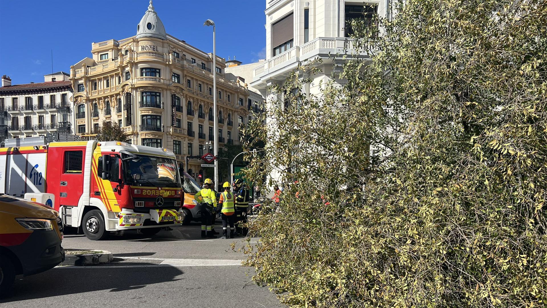 Efectivos de bomberos, junto al árbol caído en Madrid