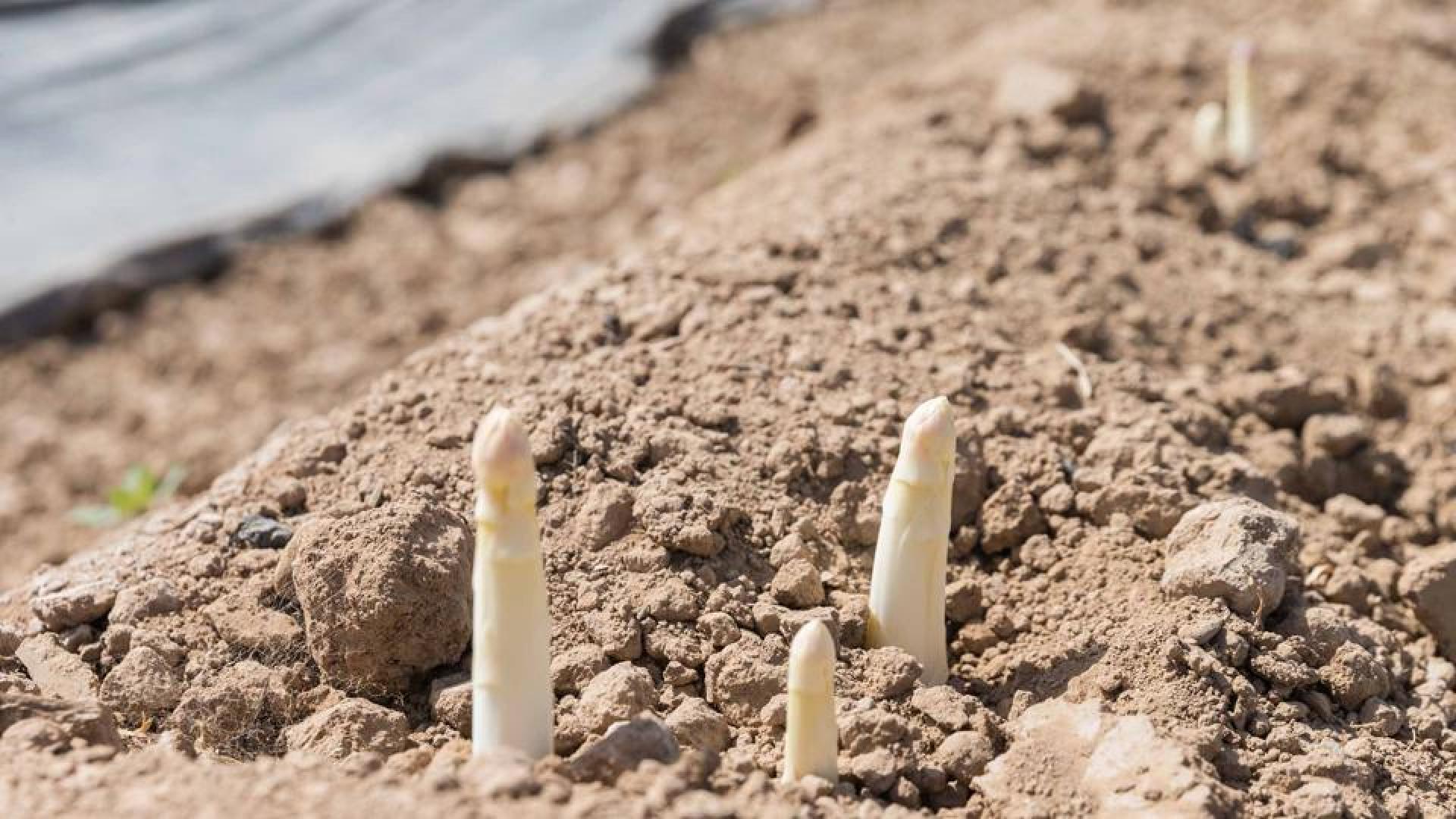 Espárragos en un campo navarro