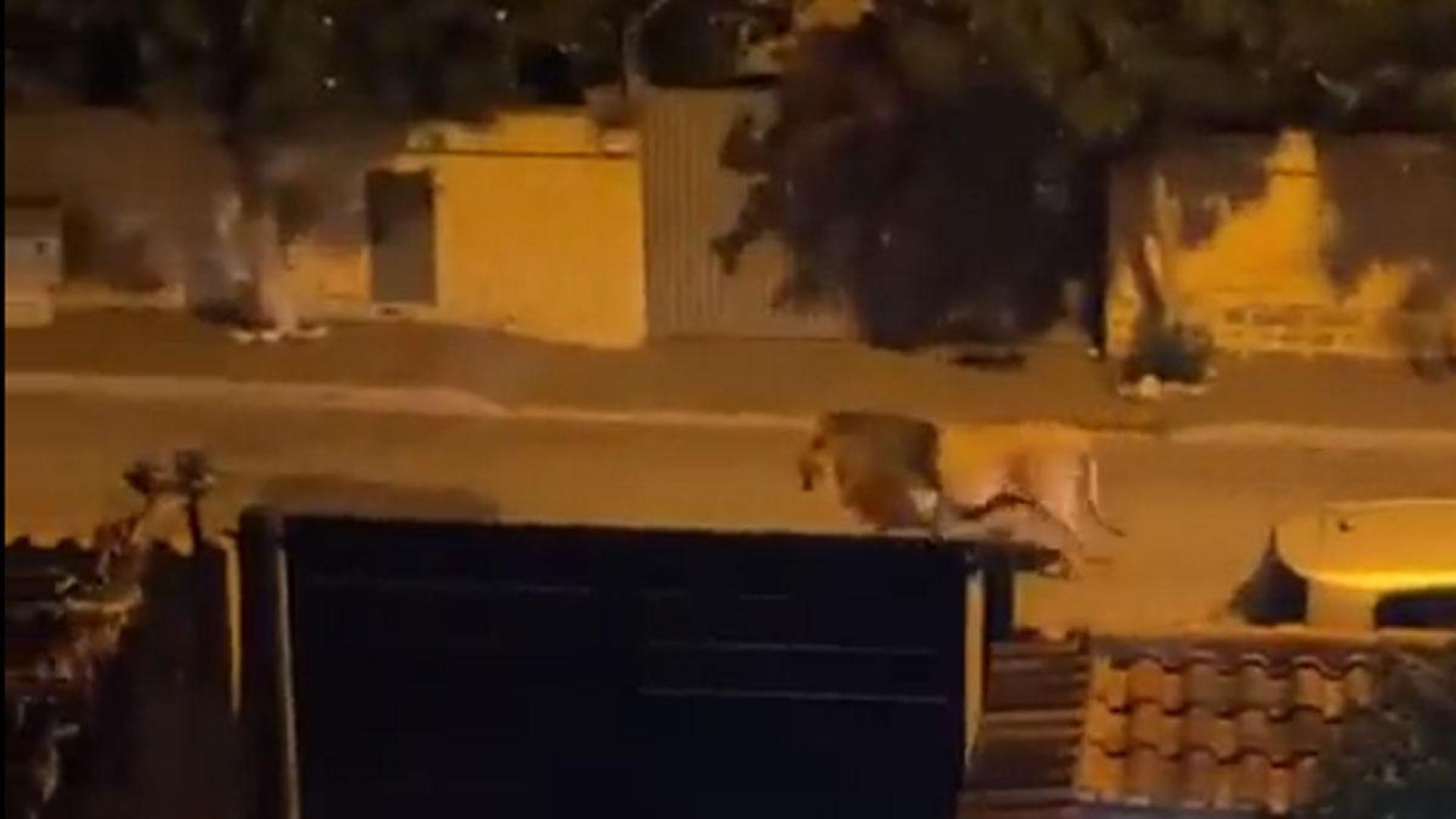 León escapado de un circo, paseando por una de las calles de la localidad italiana de Ladispoli