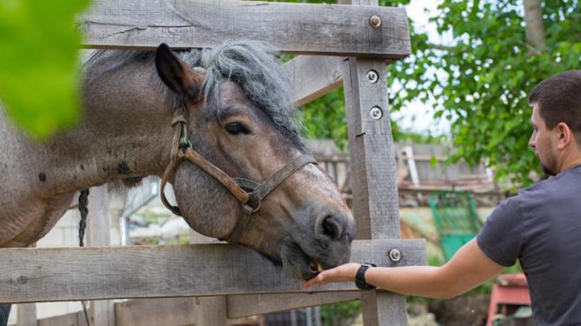 Irlanda busca trabajadores para cuidar a caballos