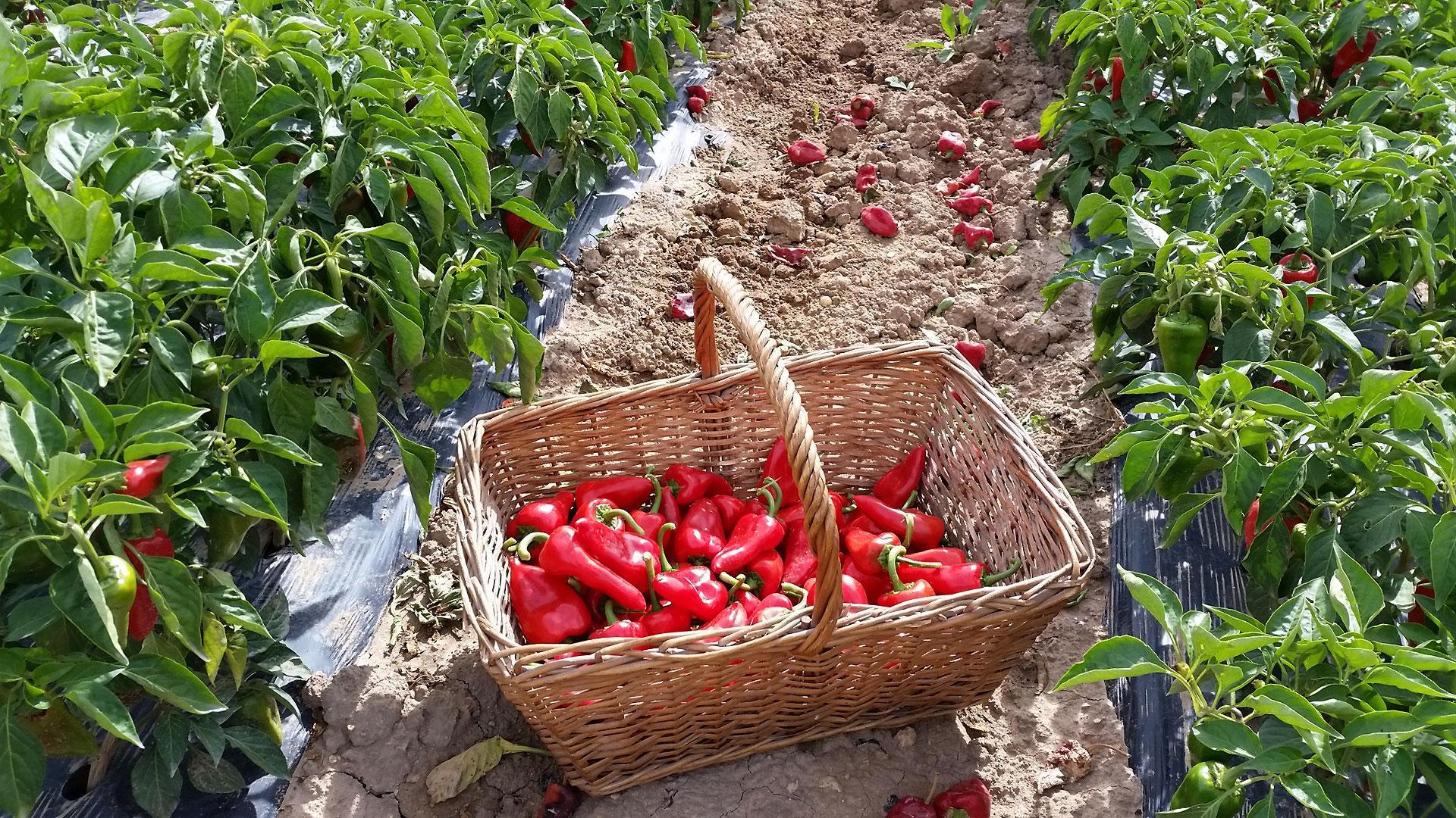 La Denominación de Origen Protegida Piquillo de Lodosa está acogida bajo la marca de garantía Reyno Gourmet
