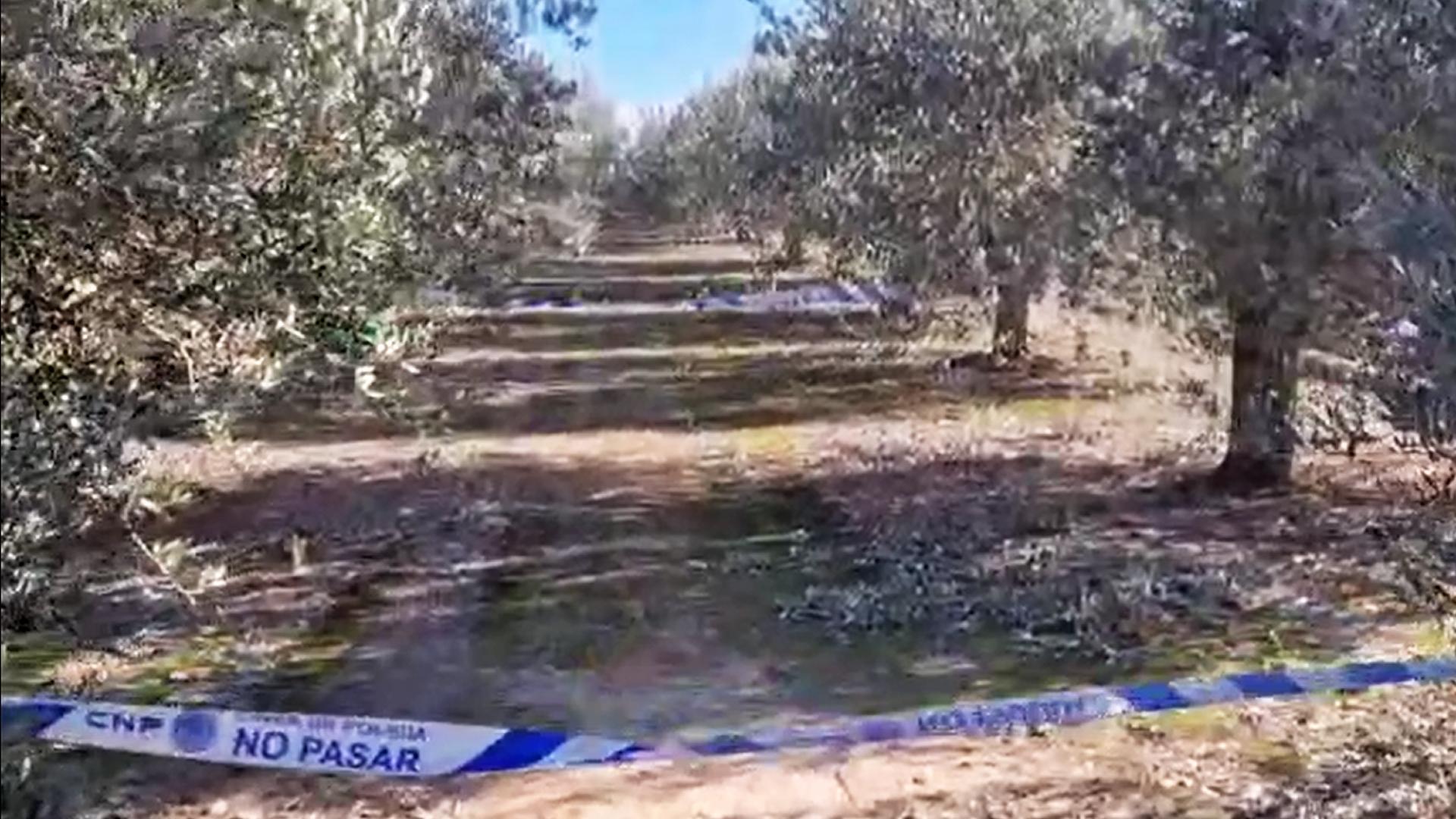Vídeo del olivar de Tudela en el que ha aparecido un cuerpo sin vida
