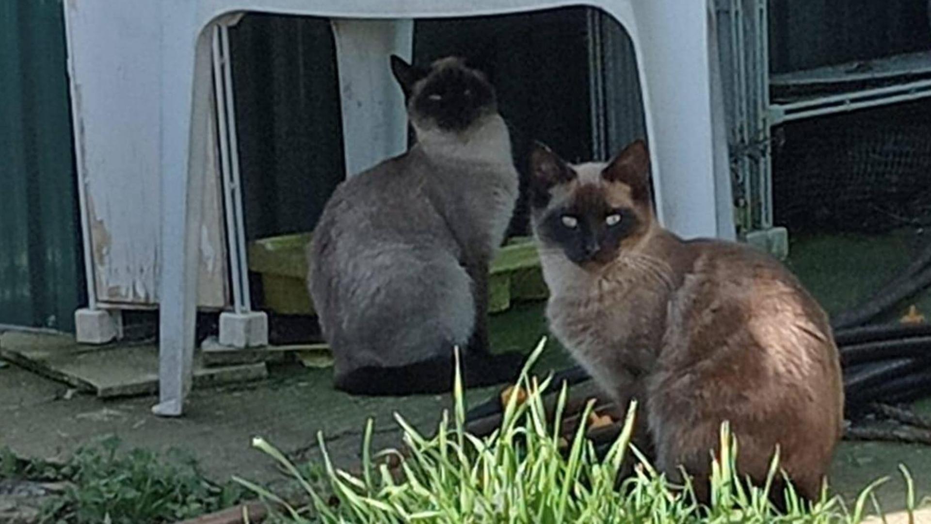 Dos gatos captados en una de las huertas de Mutilva