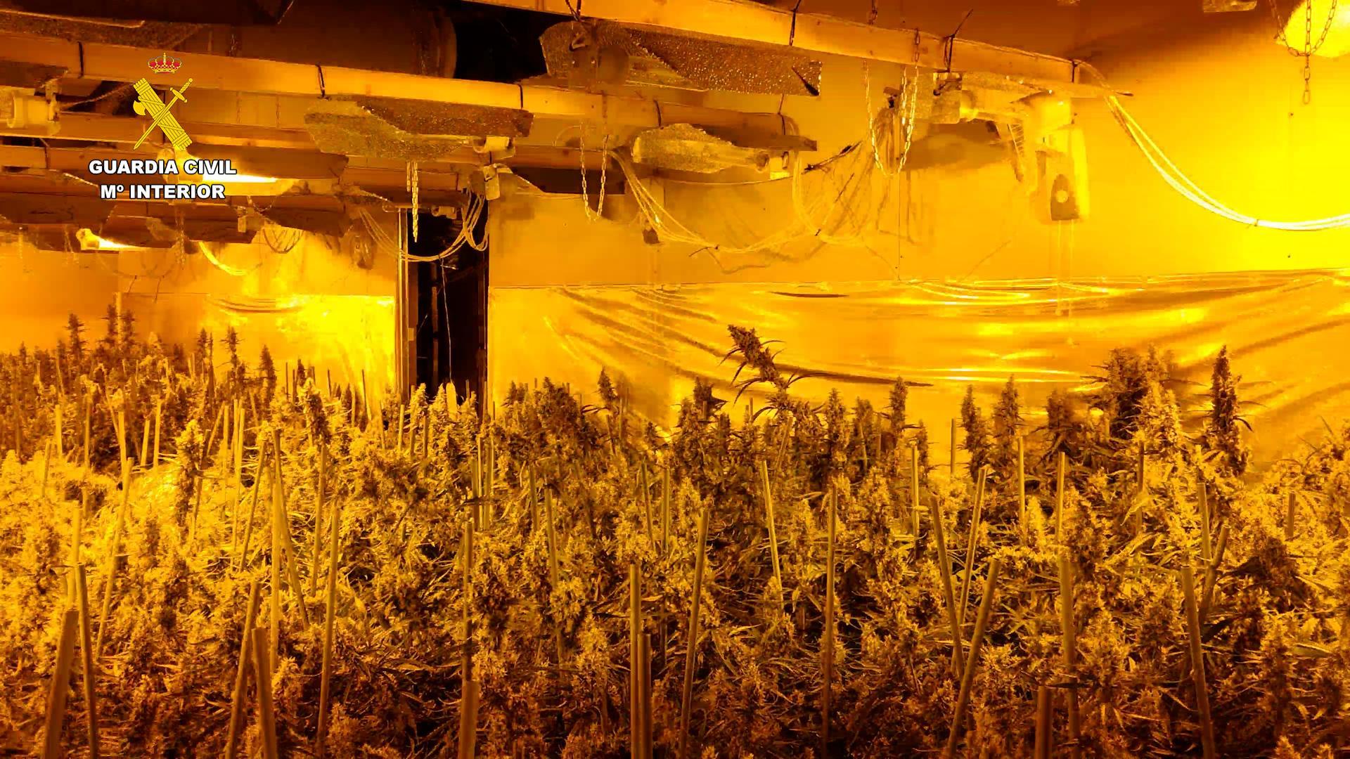 Plantación "indoor" de marihuana hallada en la nave del polígono industrial de Cabanillas del Campo