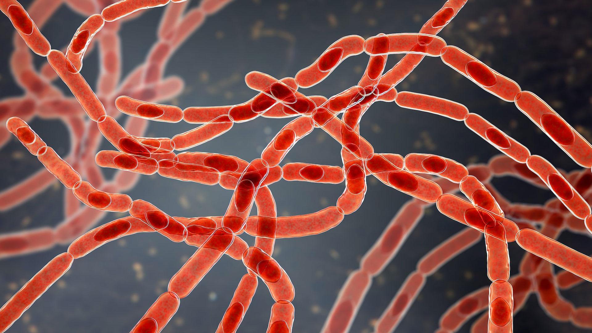 Bacterias ‘Bacillus anthracis’, las causantes de la enfermedad del ántrax