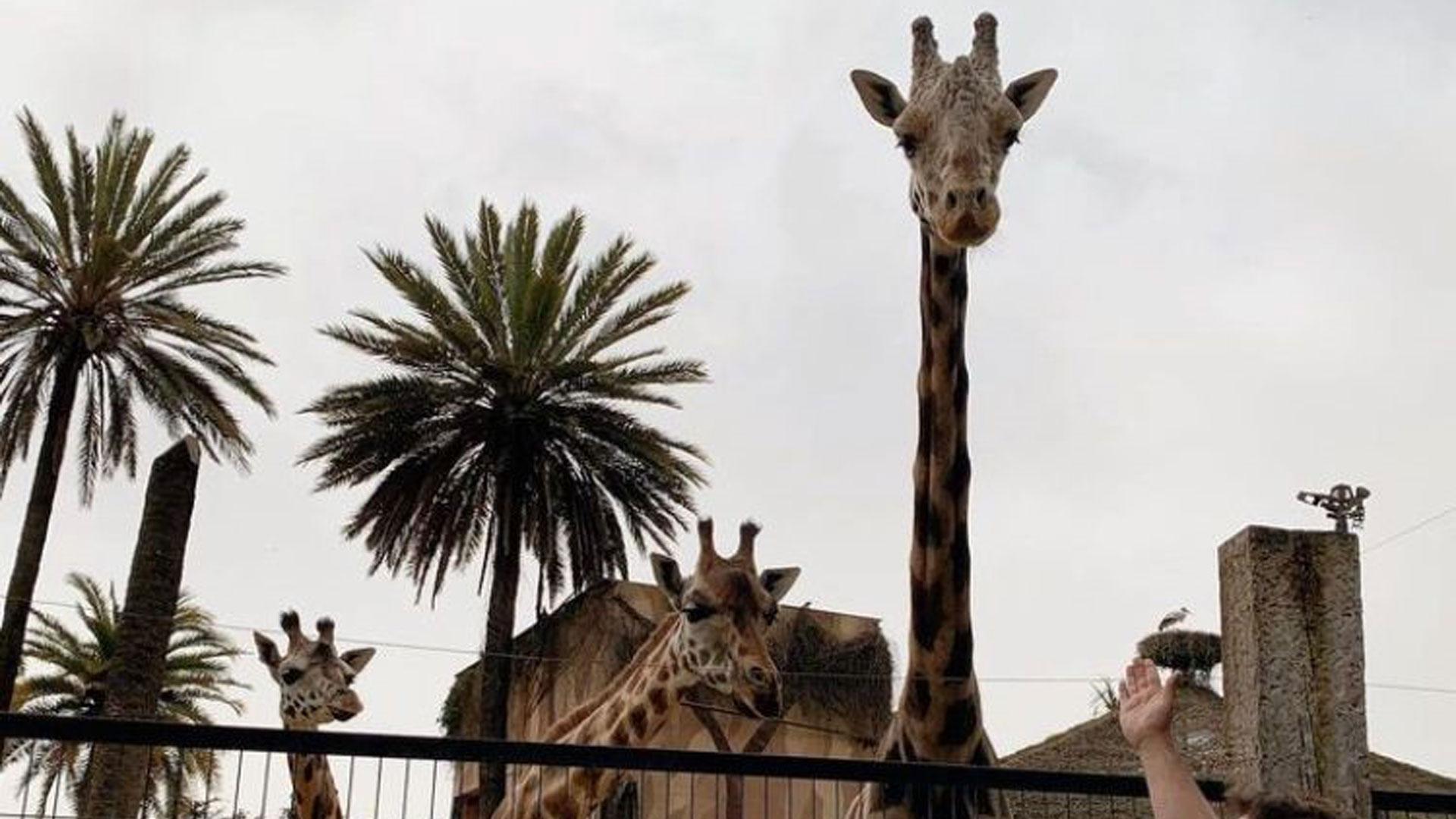 La jirafa 'Jerez' en el Zoo.