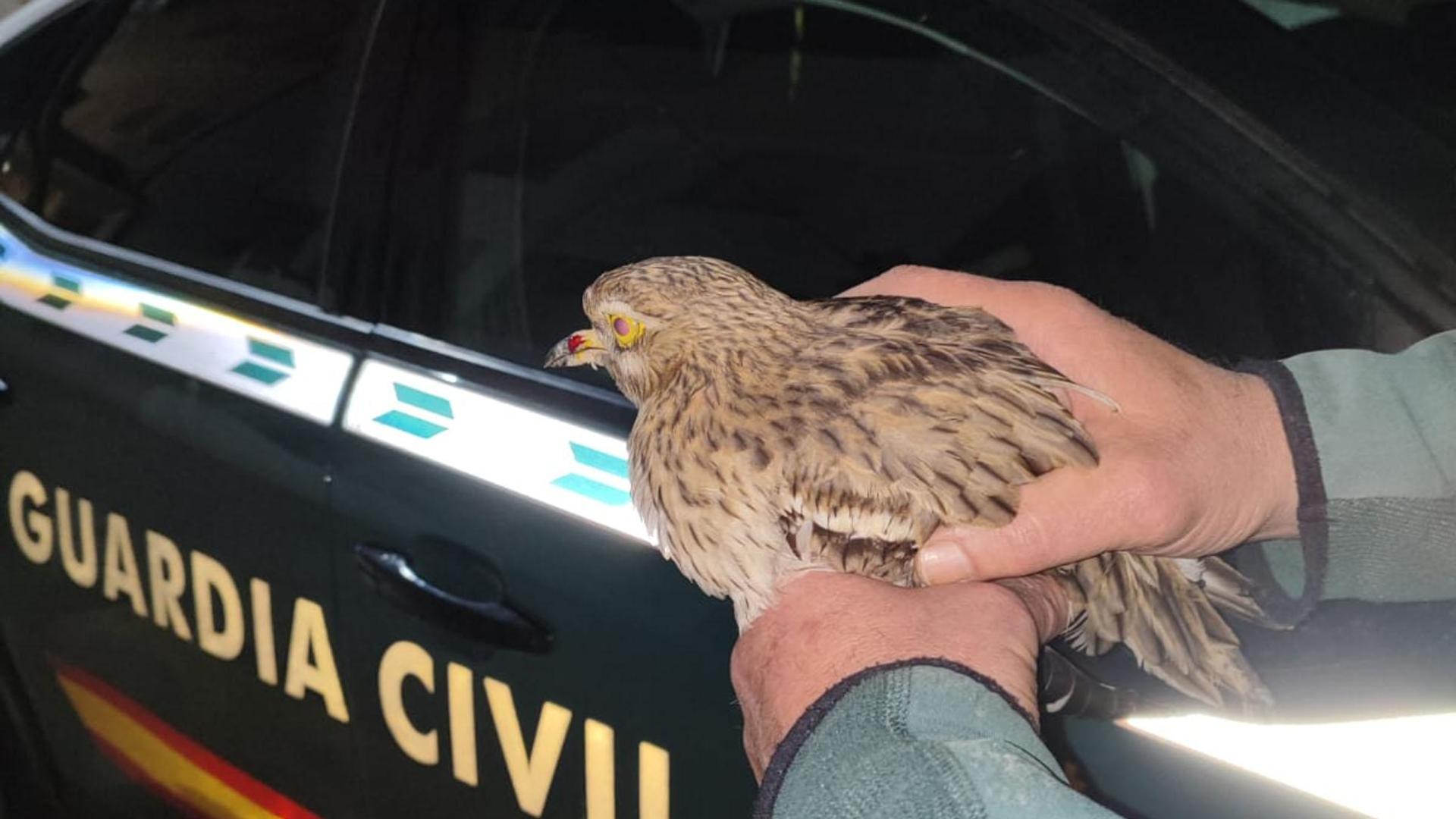 Un agente de la Guardia Civil sostiene el alcaraván recuperado