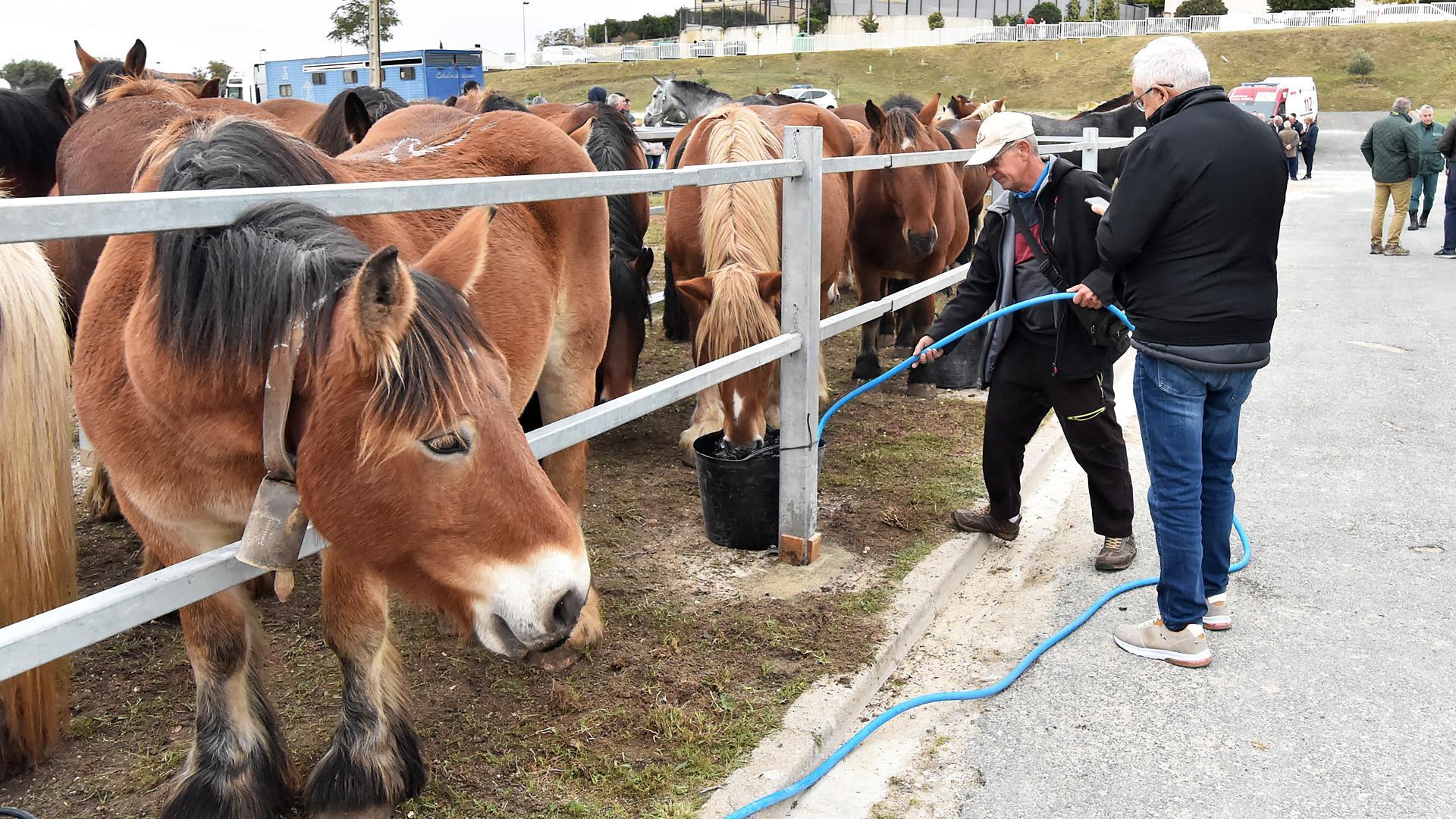Animales en la pasada feria caballar de octubre./
