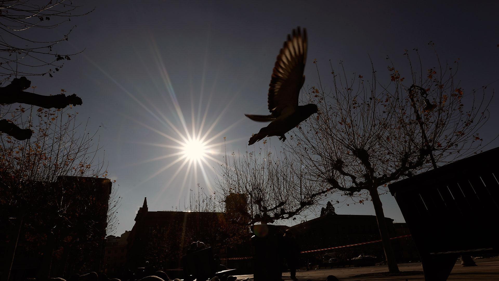 Un grupo de palomas, en una jornada de frío intenso en Pamplona