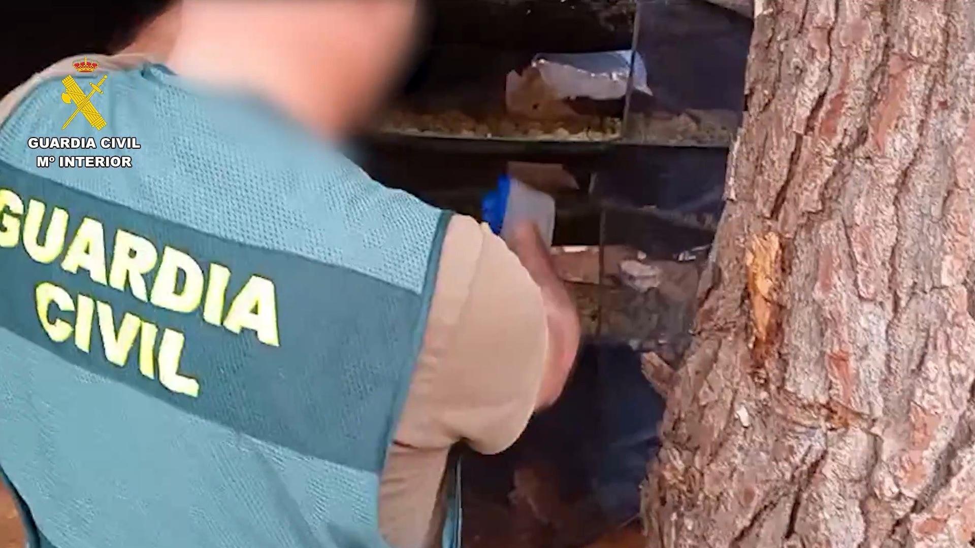 Nueve detenidos en Málaga por deforestar dos hectáreas de un paraje natural para plantar marihuana
