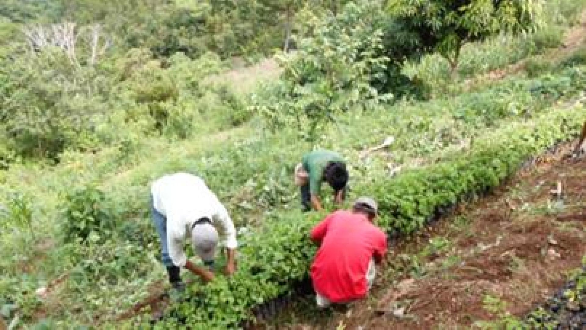 Proyecto ‘DESARROLLO INTEGRAL DE 14 COMUNIDADES CHORTIS EN ORIENTE DE GUATEMALA’. Creación de viveros forestales en Jocotán
