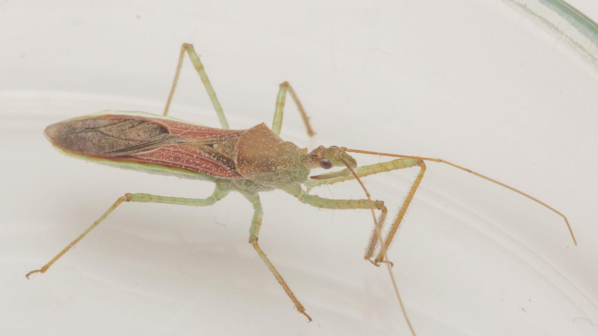 Una imagen de la chinche asesina norteamericana