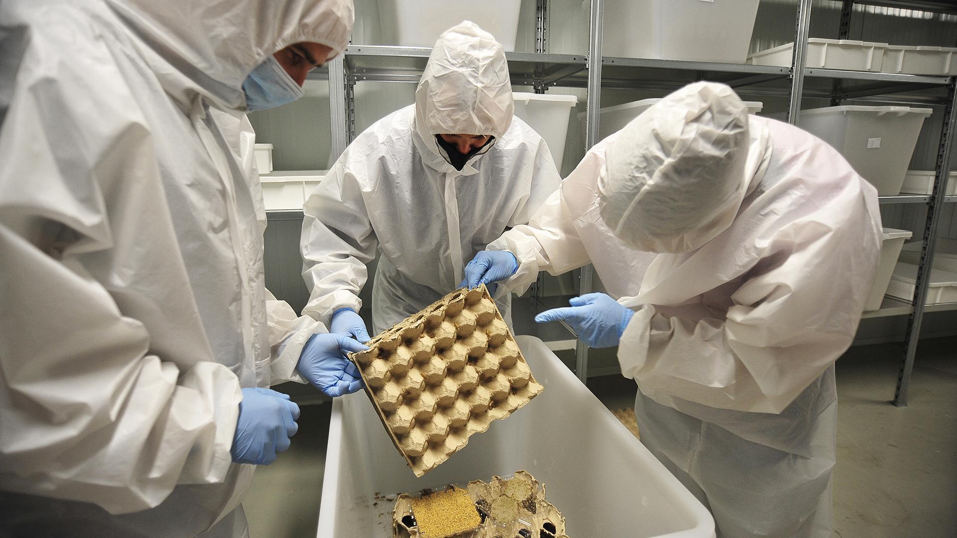 La colonia de grillos que había en las instalaciones de Nutrinsect Spain se tuvo que vender.