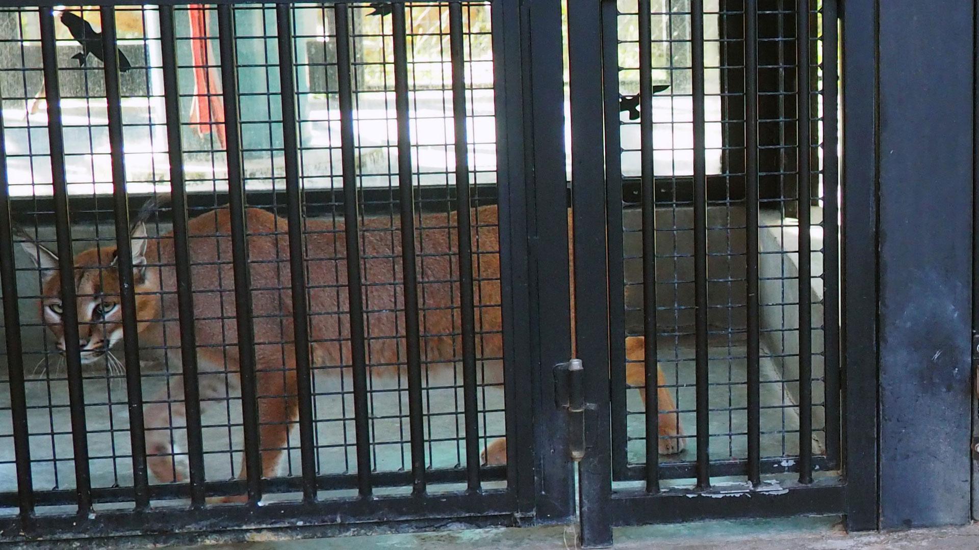 Ejemplar de lince africano que ha sido intervenido por la Guardia Civil a una mujer que lo tenía en su casa en Marbella