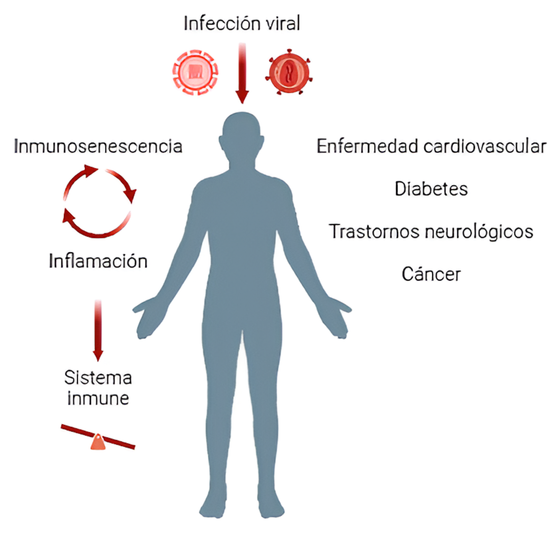 Impacto de las infecciones virales a largo plazo