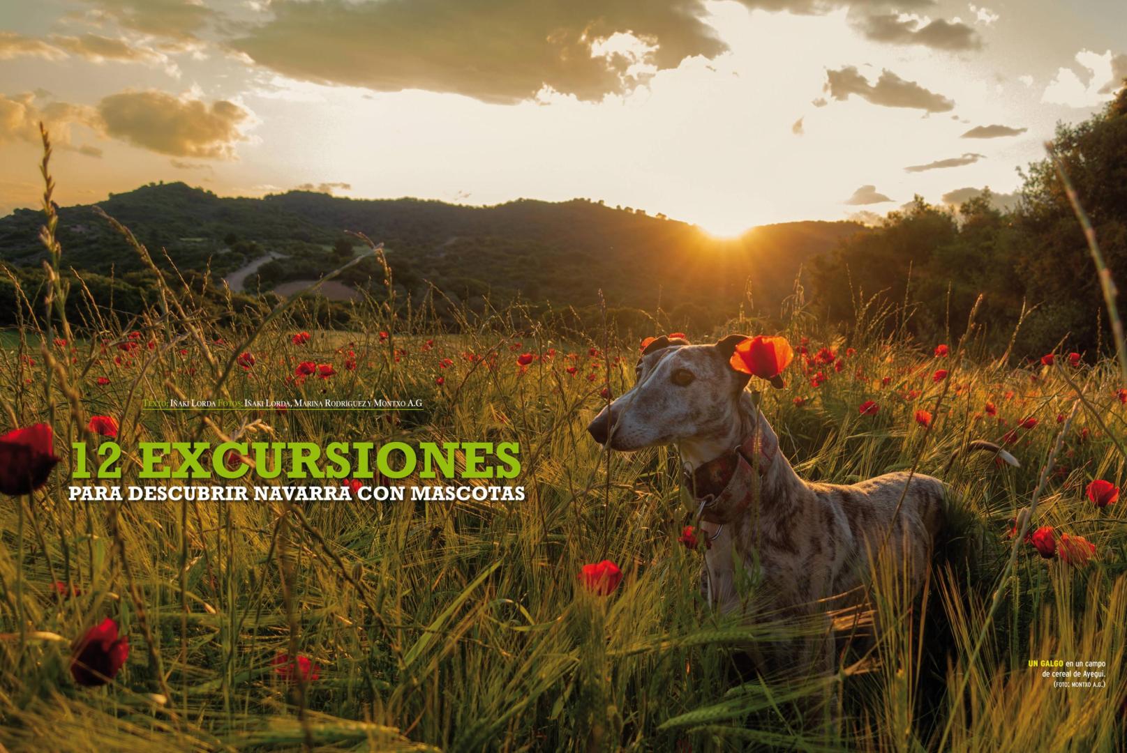 Portada del reportaje '12 Excursiones para descubrir Navarra con mascotas' de 'Conocer Navarra'