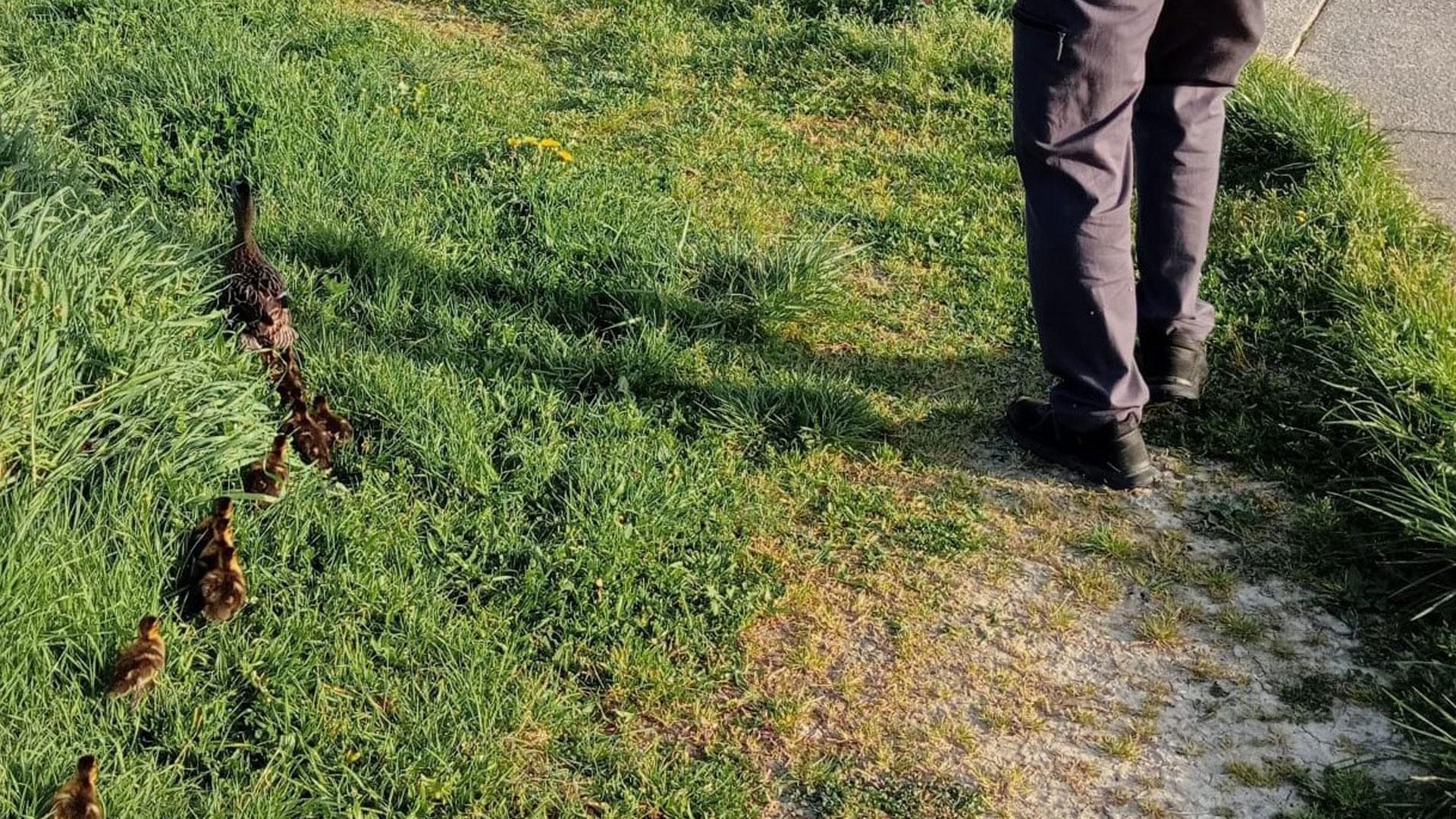 La imagen de la pata y sus patitos, mientras cruzaban la PA-30