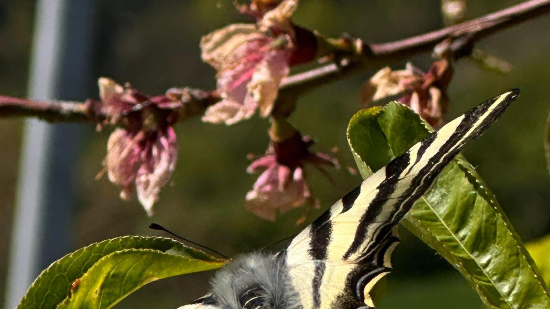 Mariposa primaveral. /