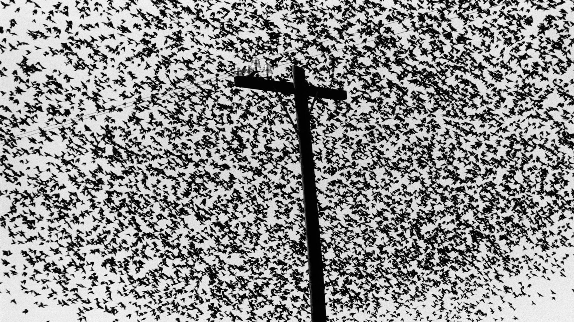 ‘Pájaros en el poste’, realizada en la carretera a Guanajuato (México), en 1990.