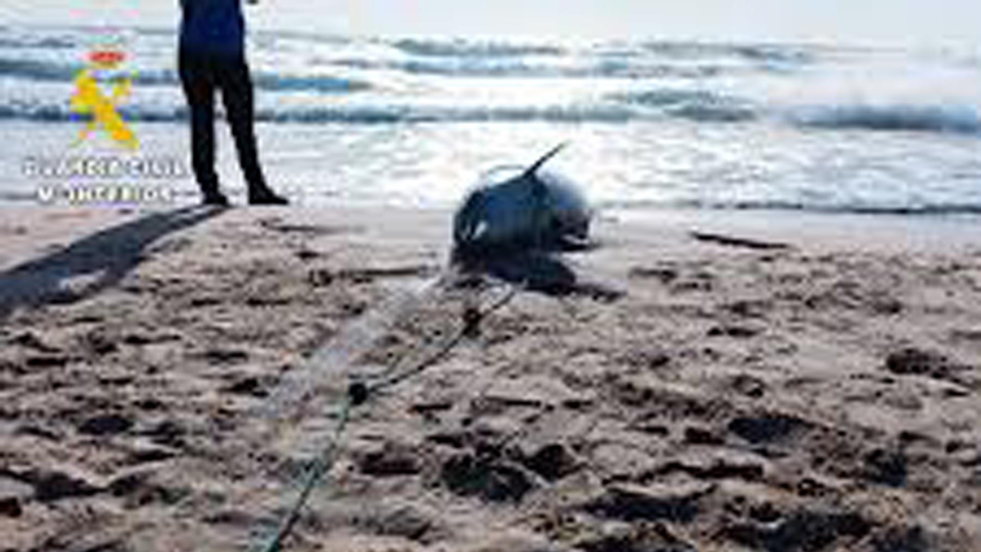 Imagen del delfín que ha aparecido en una playa de Valencia