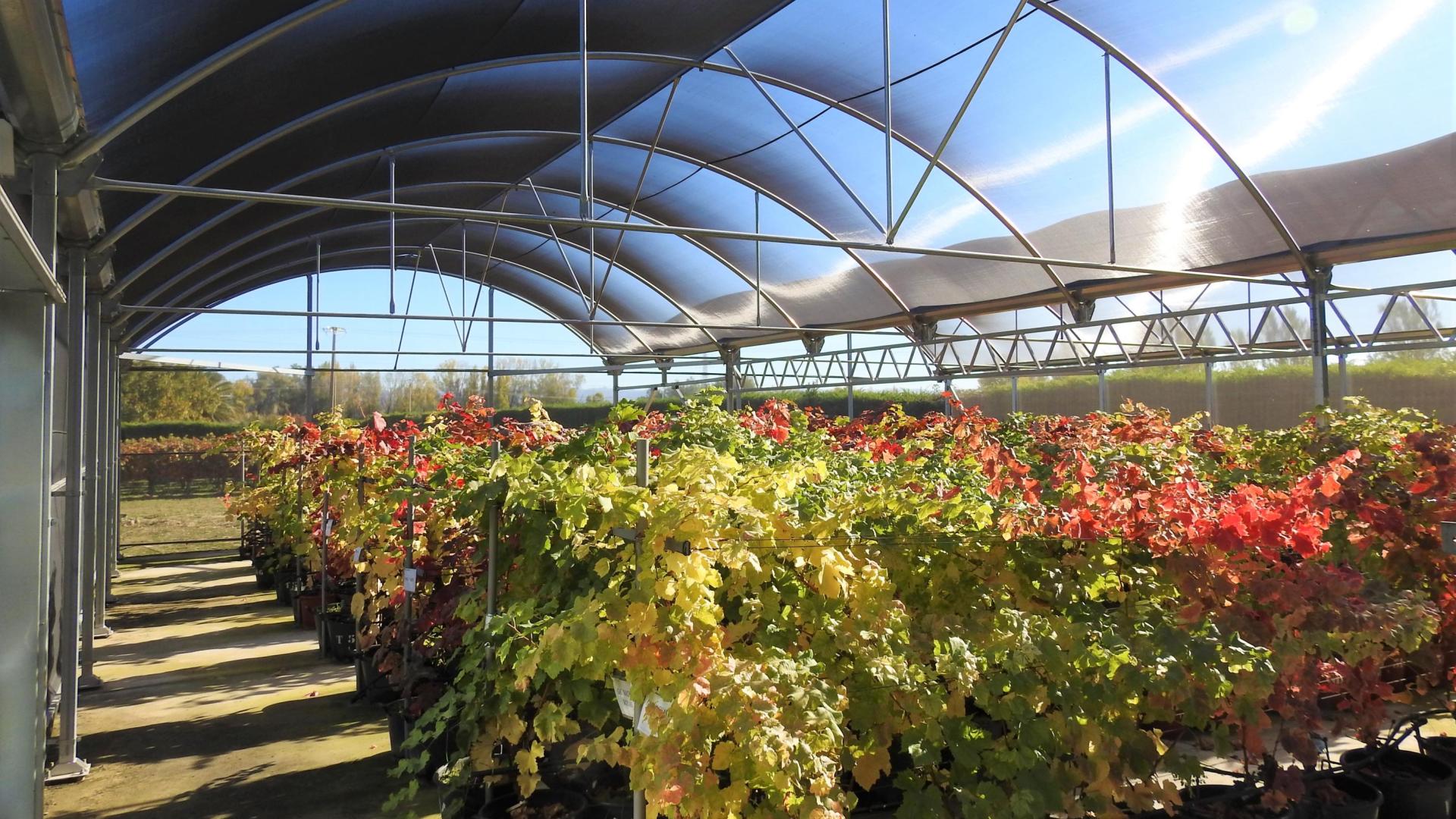 Variedad vegetal de vid