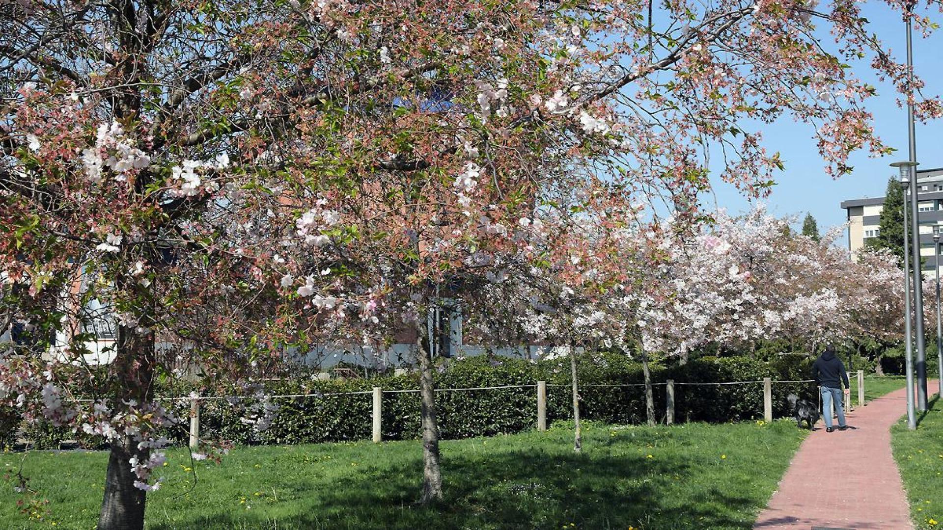 El suceso ocurrió en un camino del parque de Yamaguchi, en Pamplona