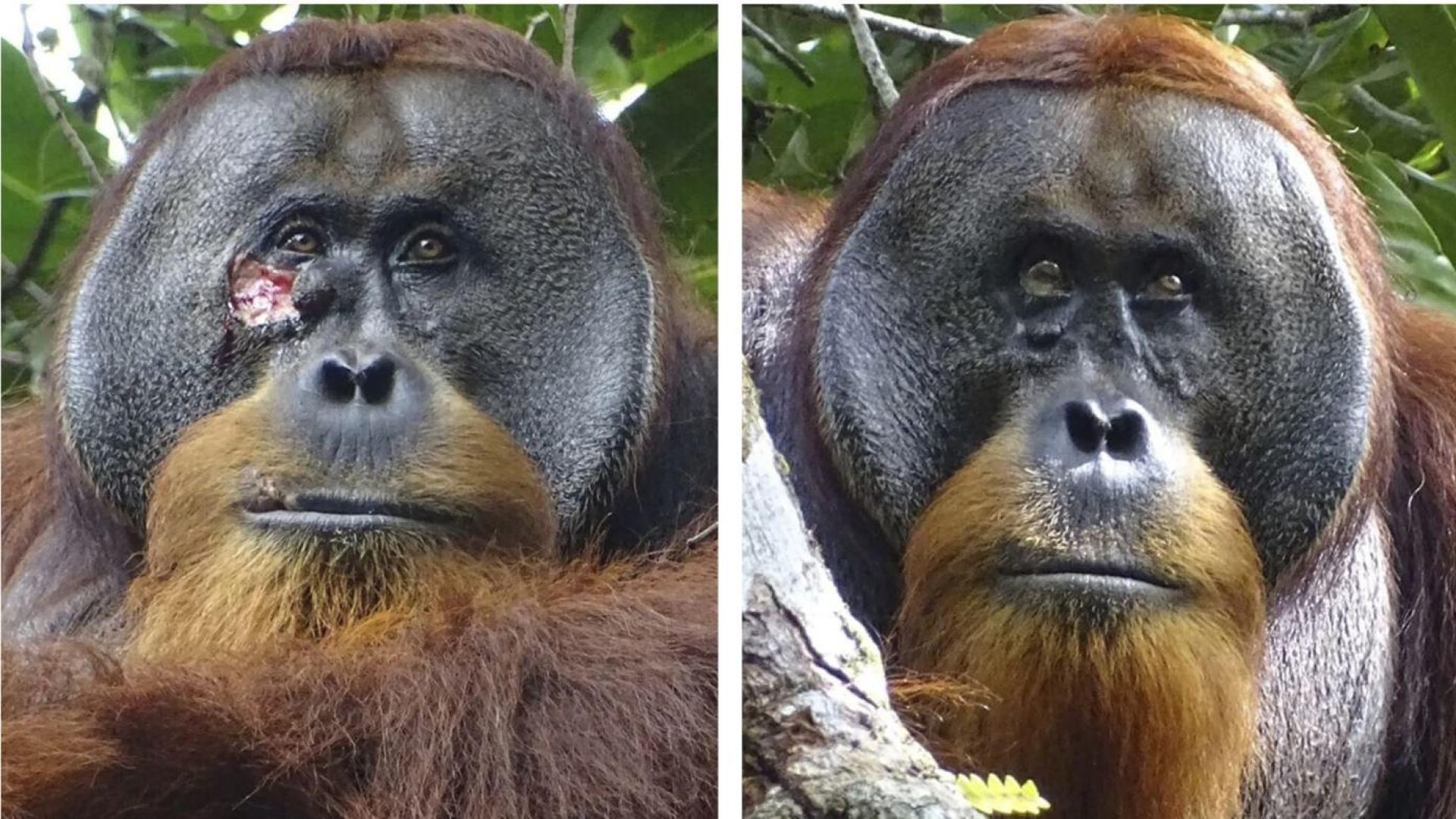 Rakus es un orangután macho de Sumatra (Pongo abelii) que sufrió una herida debajo de uno ojo y sobre la que se aplicó una planta de conocidas propiedades medicinales, un comportamiento que es la primera vez que se observa en un animal salvaje