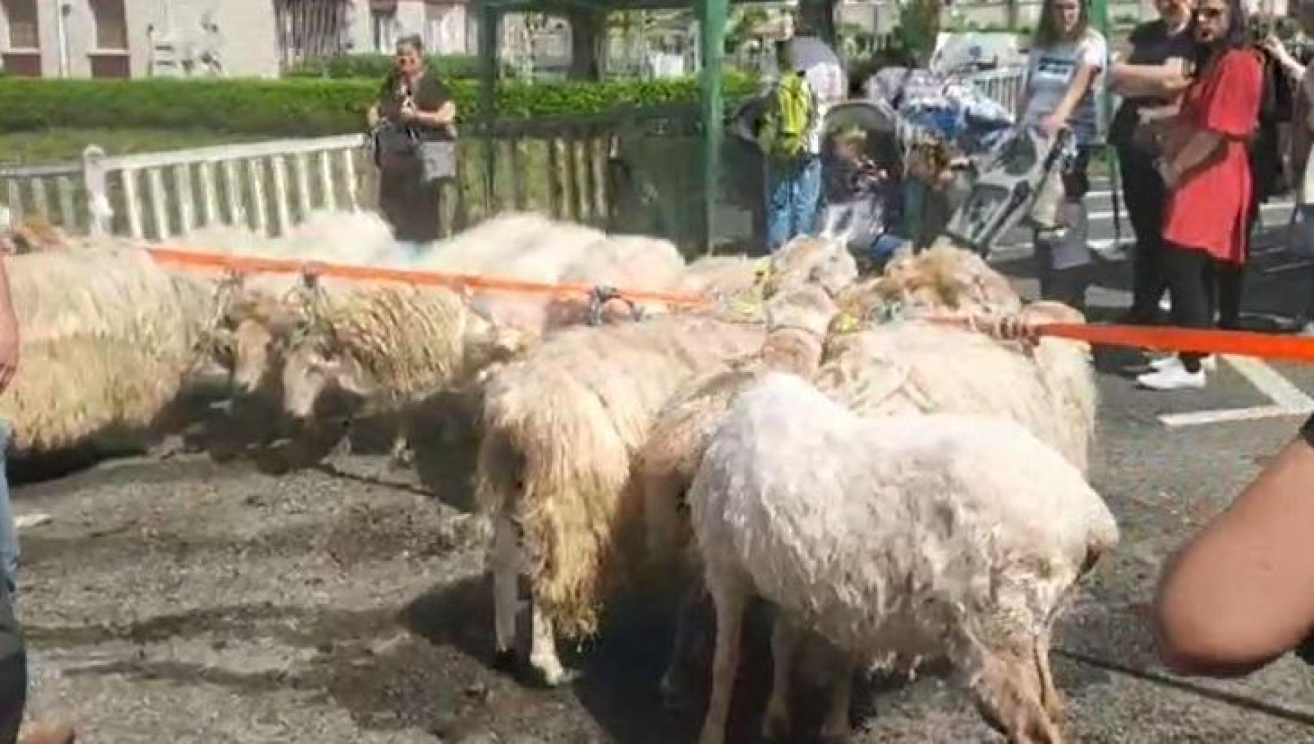 Vídeo de la Feria de primavera Santesteban