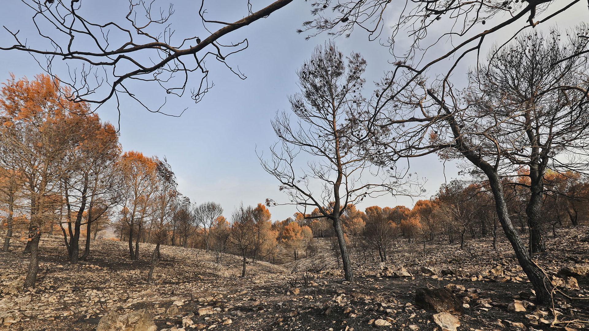 Un bosque quemado tras un incendio forestal en Alicante