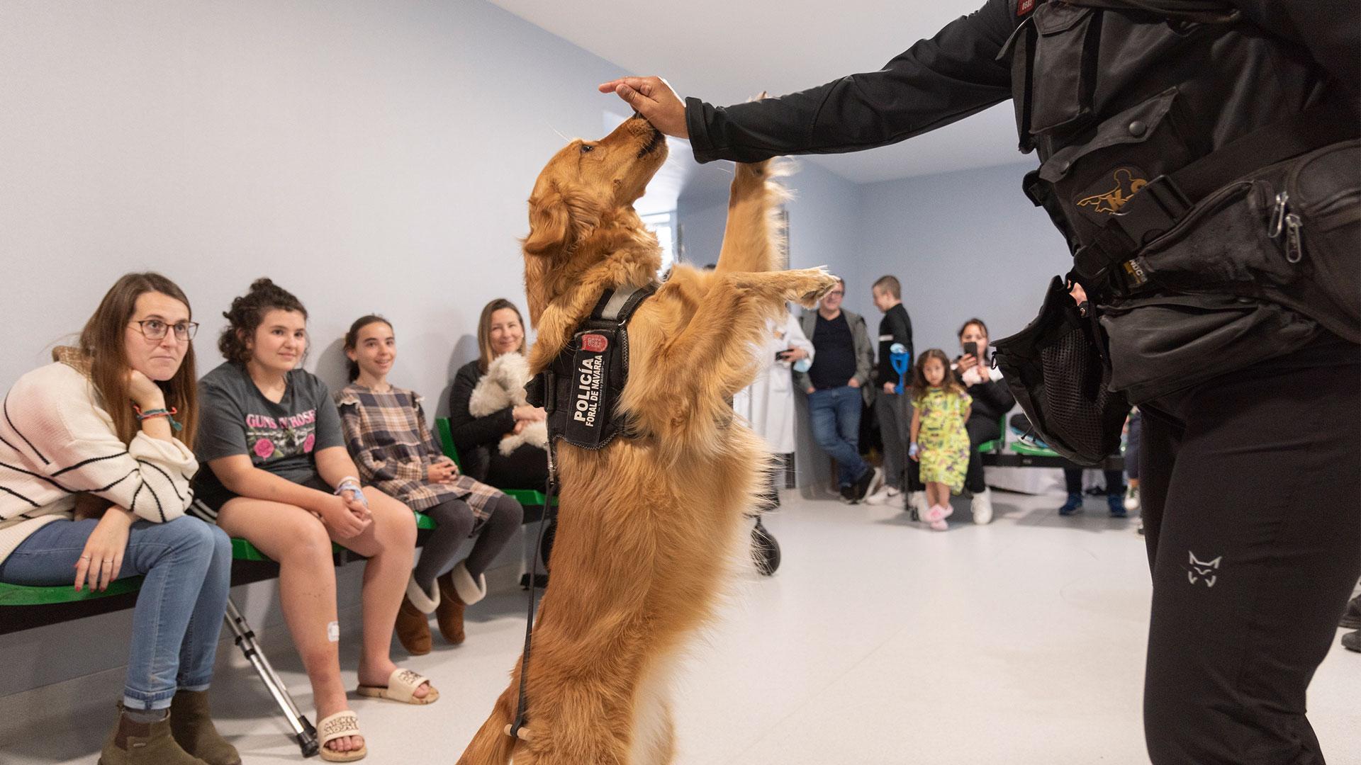 Uno de los perros de la Unidad Canina de la Policía Foral en una de las visitas al Hospital Universitario de Navarra (HUN)