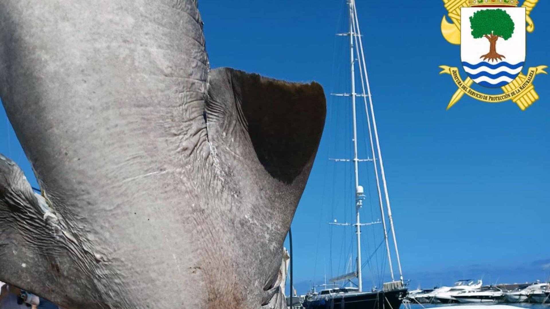 Tiburón hallado en Alicante