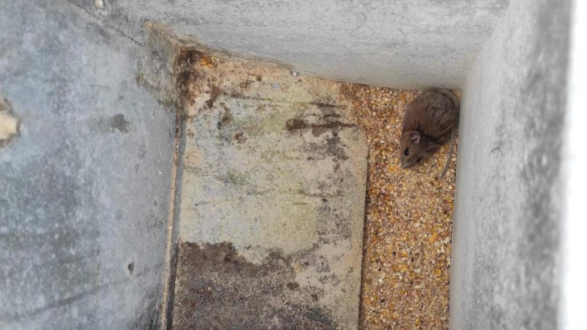 Un ratón, en un depósito de granos para alimentar gallinas en una casa del norte.