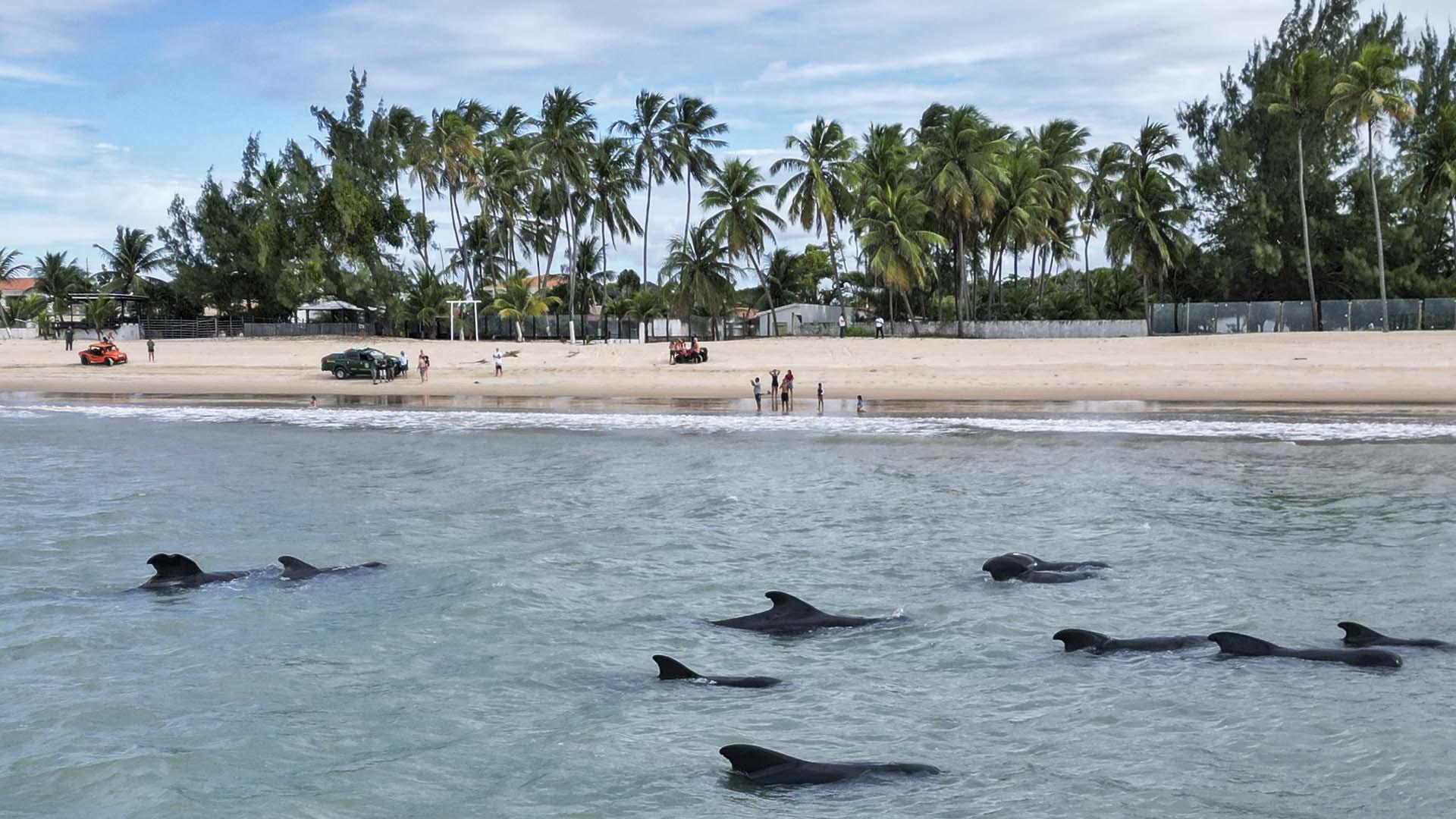 Las ballenas, varadas cerca de la playa de Pititinga