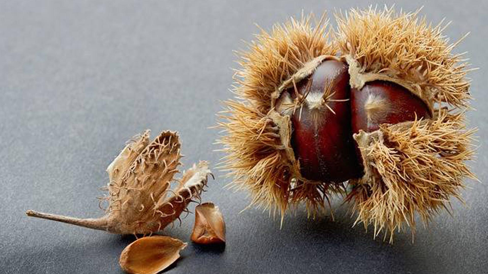 Hayucos, el fruto de hayas que ha abundado este invierno pasado