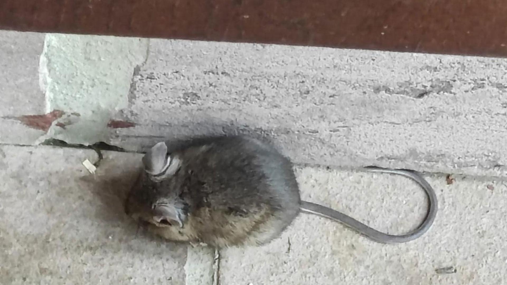 Un ratón, en una calle de Lantz