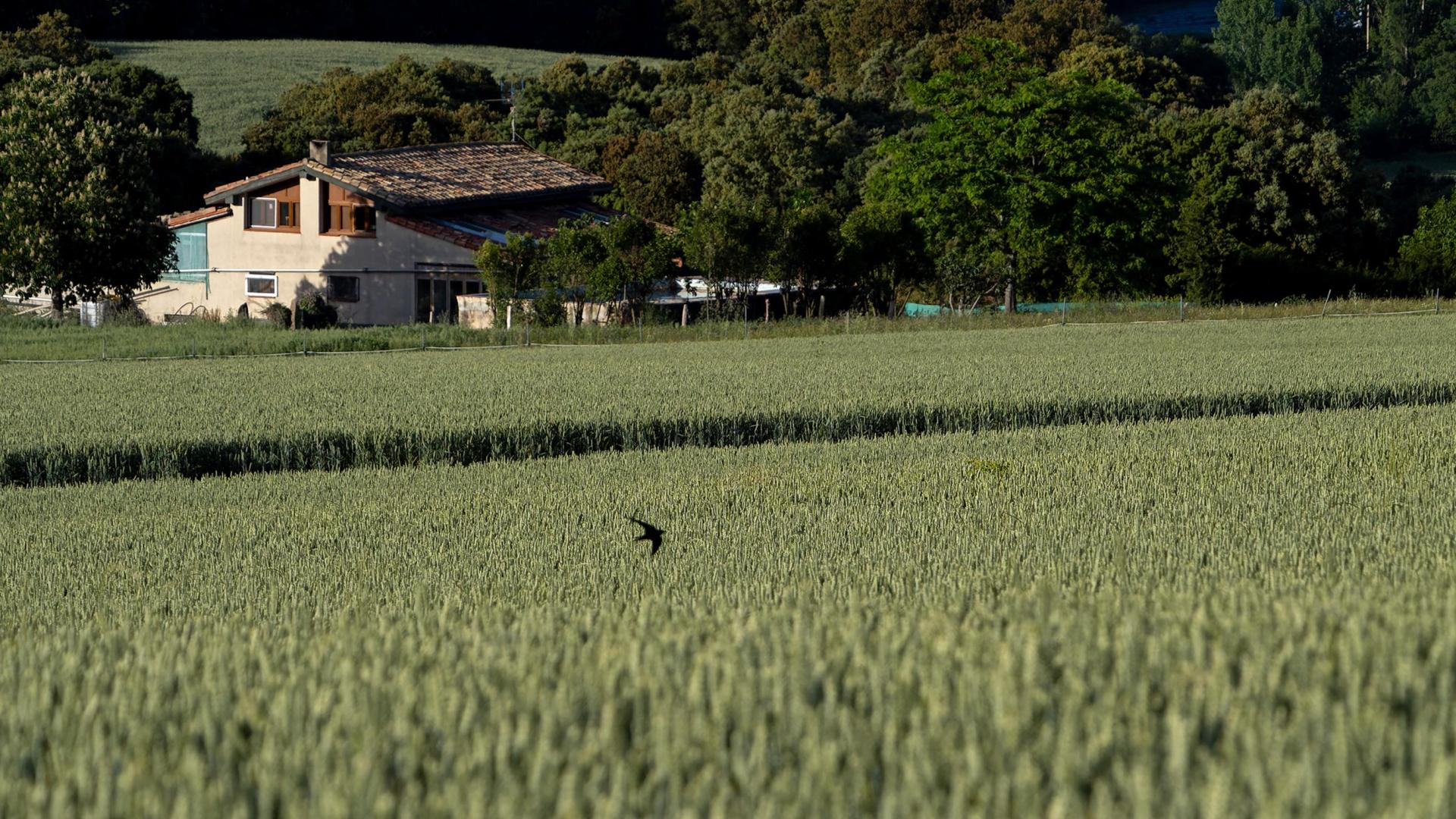 Campo de trigo en Labeaga