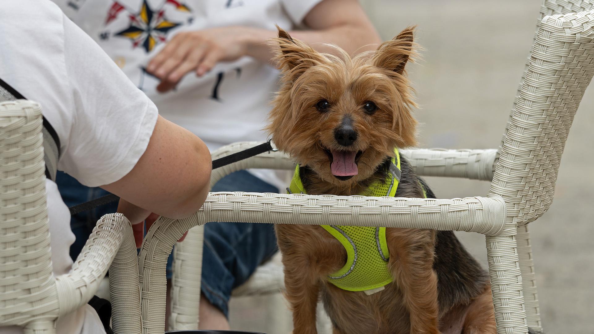 Un pequeño perro en Estella.