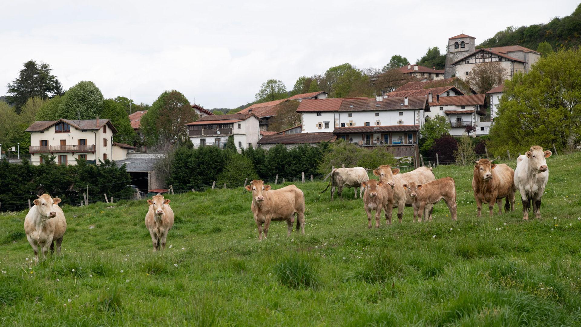 El Departamento de Desarrollo Rural y Medio Ambiente subvencionará con 13,5 millones de euros las inversiones que aumenten la competitividad del sector agroganadero