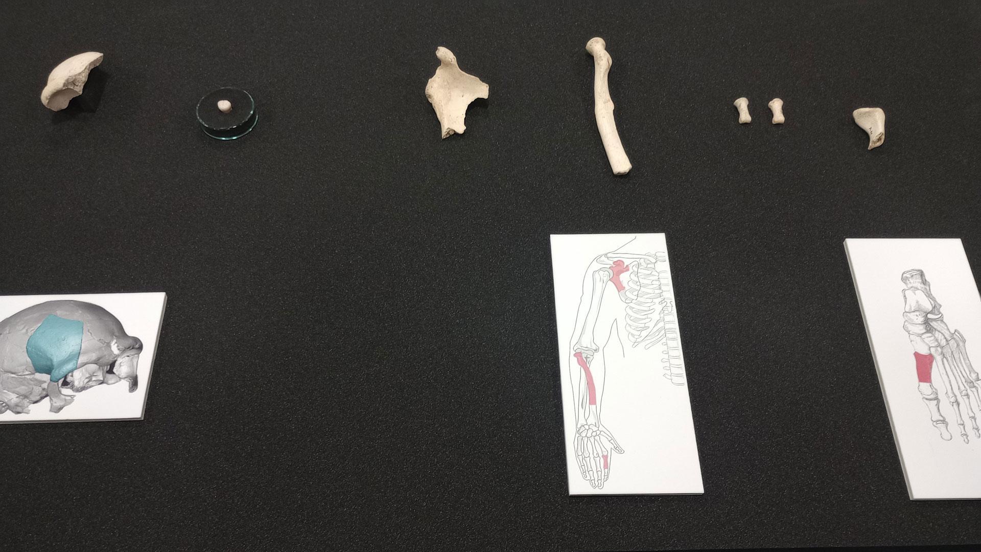 Restos humanos de una neandertal hallados en la cueva de Karranza en Vizcaya