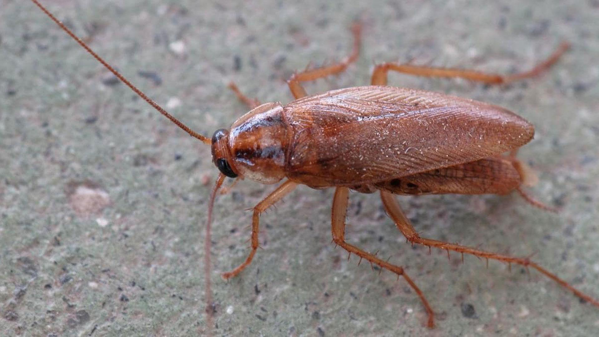 Un ejemplar de Blattella germánica o cucaracha rubia