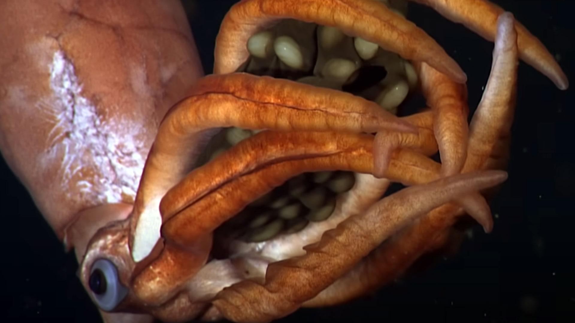 Especie desconocida de calamar descubierta en el Golfo de California