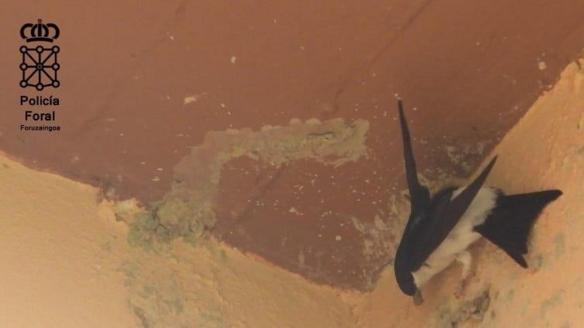 Golondrina reconstruyendo el nido destruido
